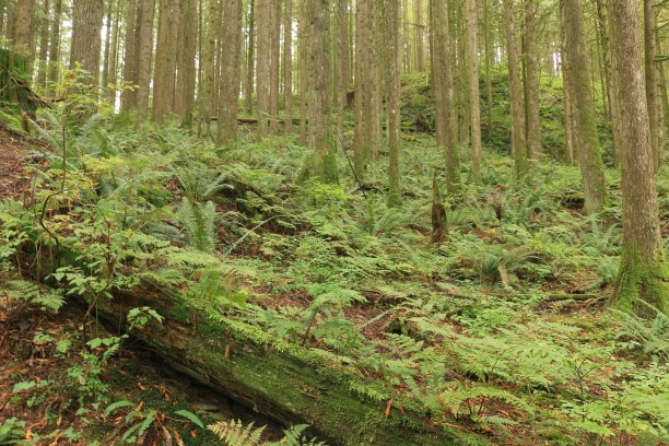 次生林图片下载