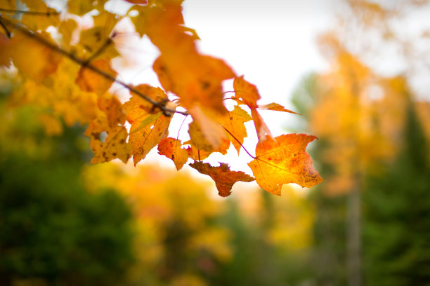 秋天的颜色图片下载