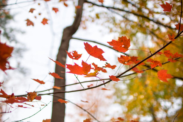 秋天的颜色图片下载