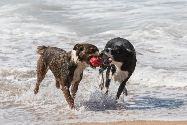 狗在玩球图片下载