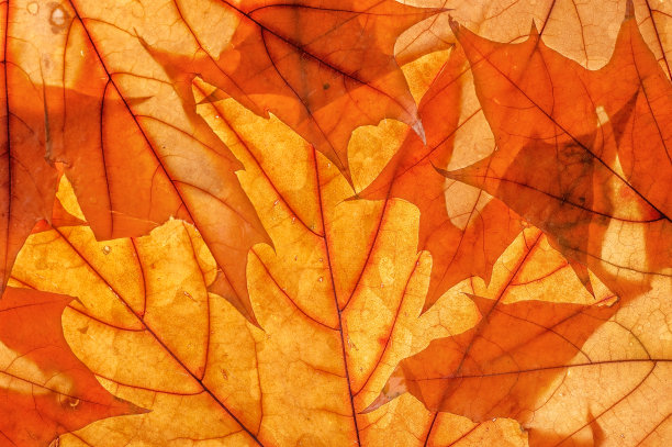 秋季落叶促销，顶部视角工作室照片图片下载