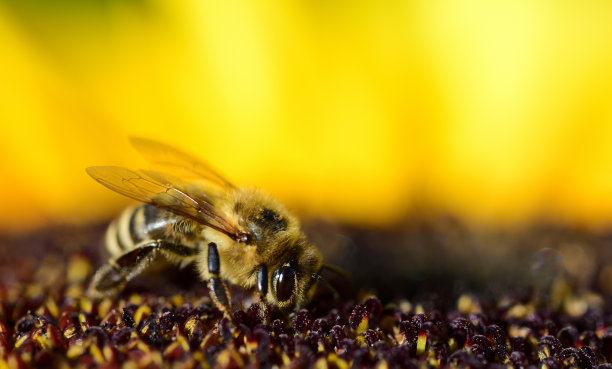 夏天，一只蜜蜂在向日葵上寻找花粉图片下载