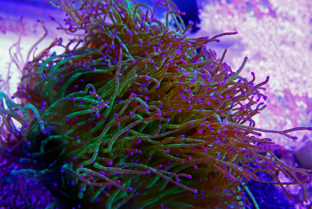 奇妙优雅珊瑚-紫萼图片下载