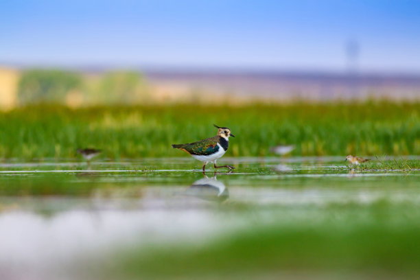 湿地和水鸟。绿色的自然背景。常见的鸟类:北田凫。Vanellus Vanellus图片下载