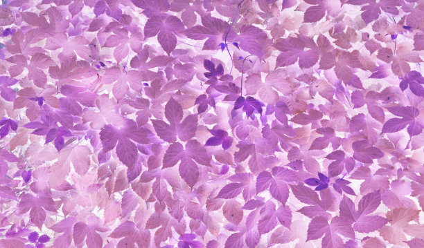 以紫色为背景的叶子图片下载