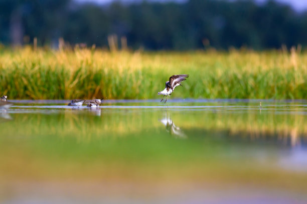 可爱的小水鸟。色彩斑斓的自然背景。图片下载
