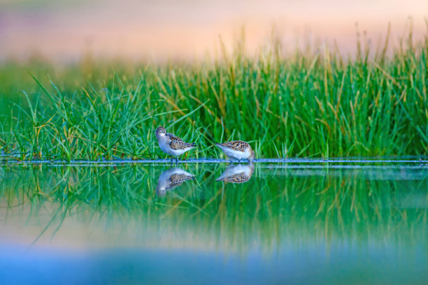 可爱的小水鸟。色彩斑斓的自然背景。图片下载