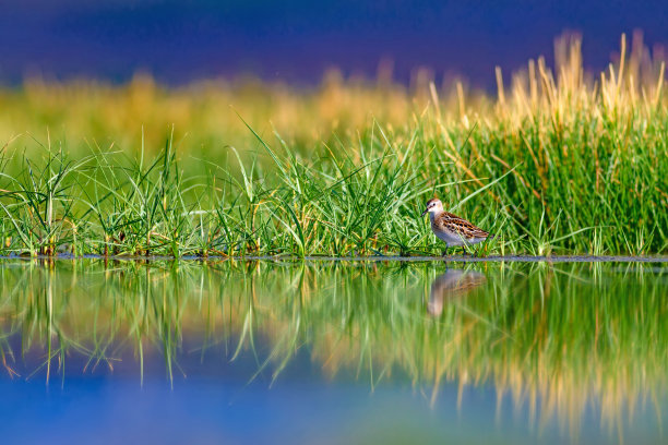 可爱的小水鸟。色彩斑斓的自然背景。图片下载