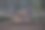 红杉的大树统计标志图片下载