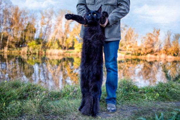 一个女孩怀里抱着一只巨大的缅因猫。图片下载