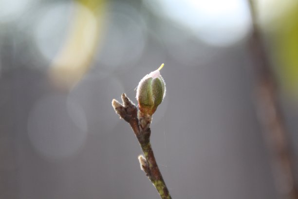 2019年10月8日，桃树秋日开花图片下载