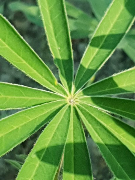 新鲜的花。图片下载