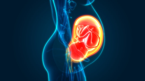 子宫解剖学中的胎儿(婴儿)图片下载