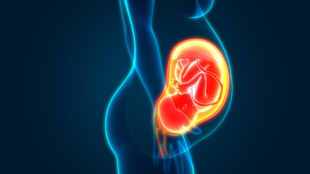 子宫解剖学中的胎儿(婴儿)图片下载