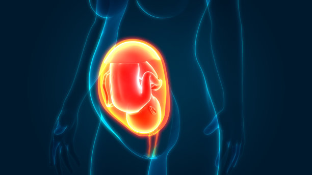 子宫解剖学中的胎儿(婴儿)图片下载