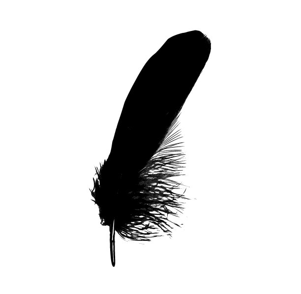 羽毛黑色墨水图形波西米亚绘制插图图片下载
