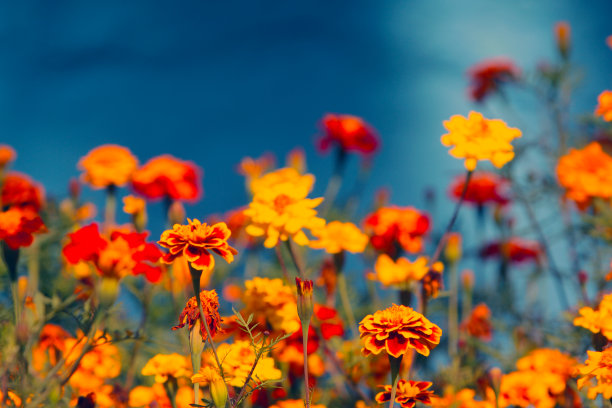 优雅，美丽，秋天，蓝色，模糊的背景。图片下载
