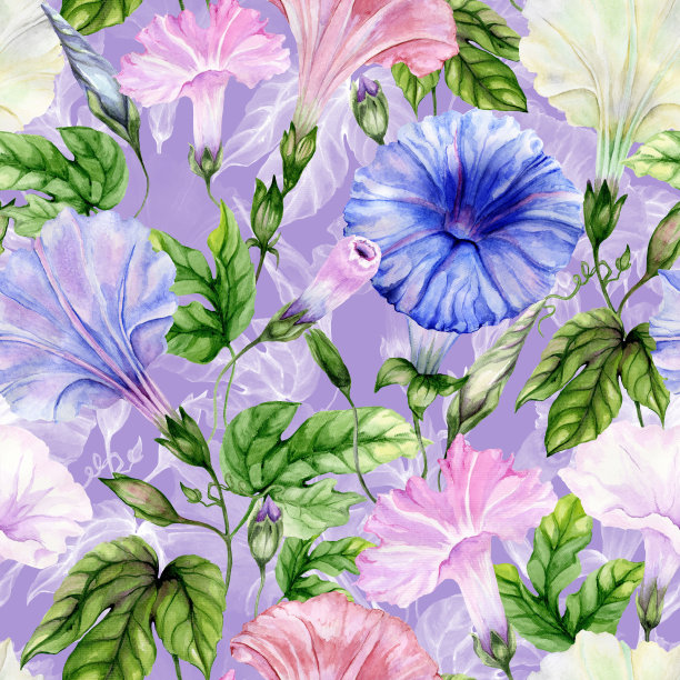 美丽的番石榴(牵牛花，绳索，番石榴堇菜)花与攀缘叶子在丁香的背景。无缝的花卉图案。水彩画。手绘插图。图片下载