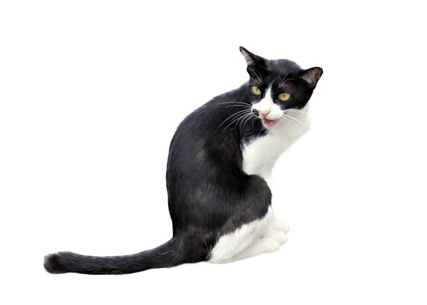 猫张开嘴孤立在白色背景图片下载