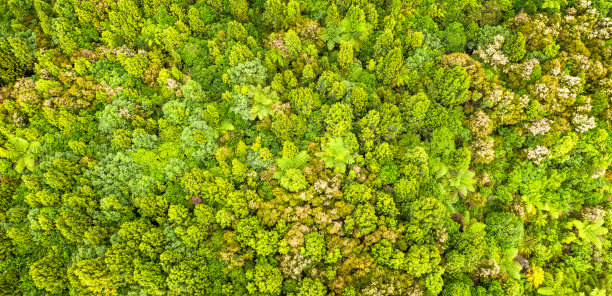 天然林面积广阔图片下载