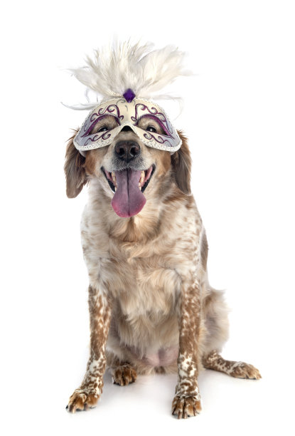 布列塔尼犬图片下载