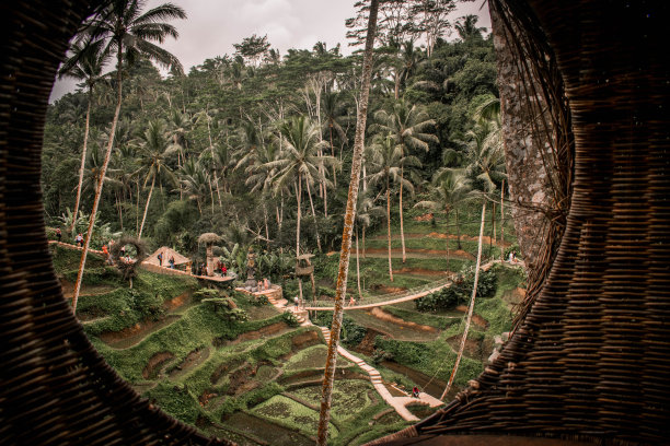 热带雨林在巴厘岛图片下载