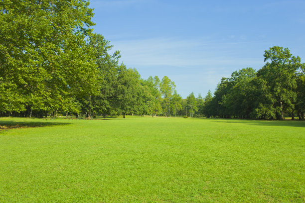 花园里有树和草坪图片下载