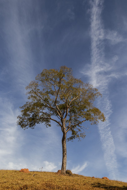 一棵种植在干燥土壤中的树，以蓝天和白云为背景图片下载