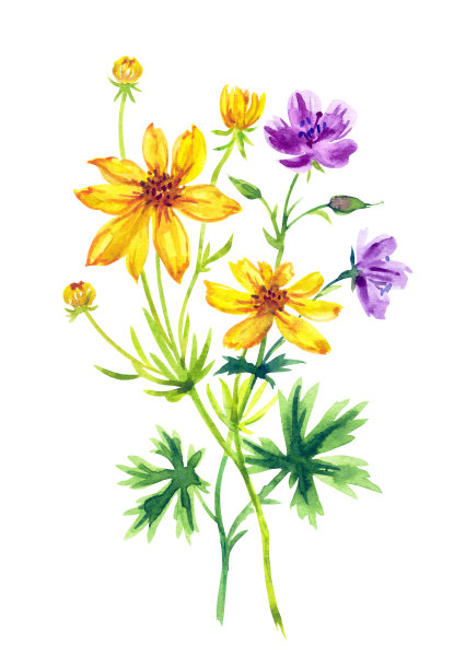 金菊和天竺葵的花束图片下载