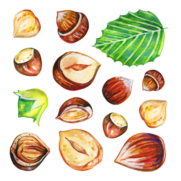 在不同的观点榛子和叶子的集合。手绘水彩插图图片下载