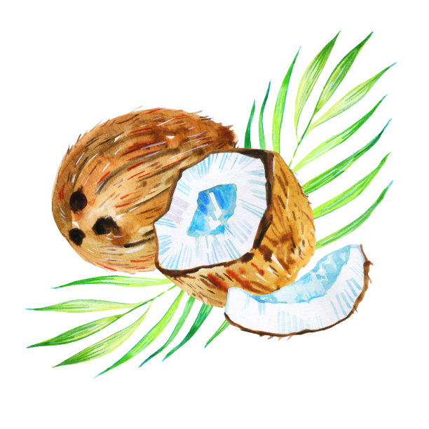 用完整的和切好的椰子和树叶制成。手绘水彩插图图片下载