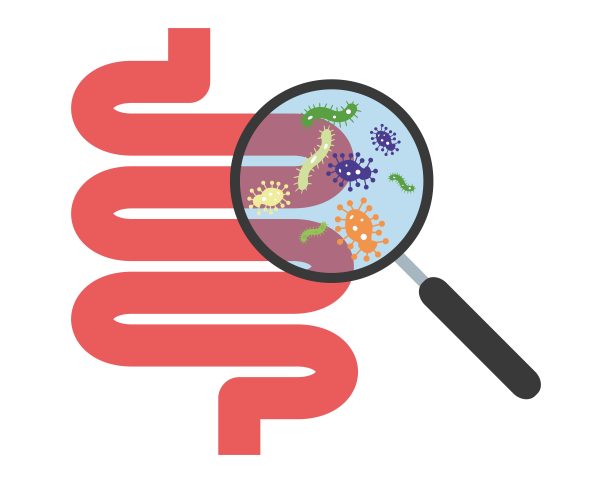 人的消化系统和放大镜显示细菌或病毒或微生物图片下载