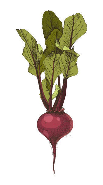 手绘甜菜根和叶子图片下载