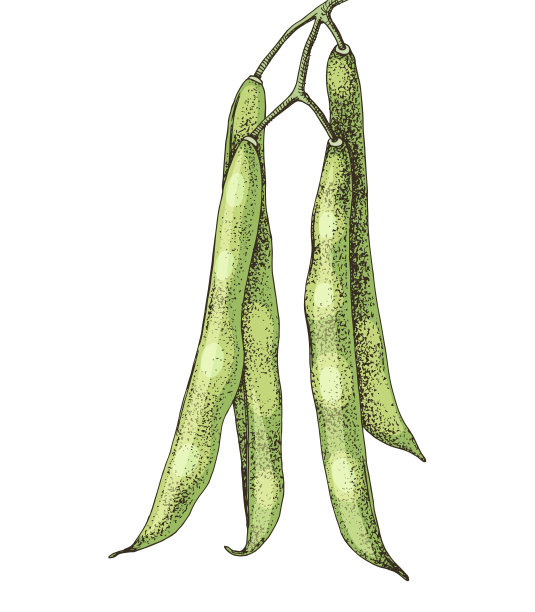 手绘青豆孤立的白色背景图片下载