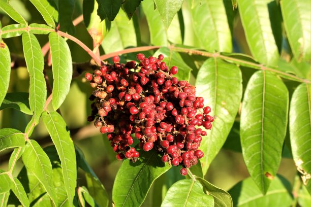 红色漆树浆果特写图片下载