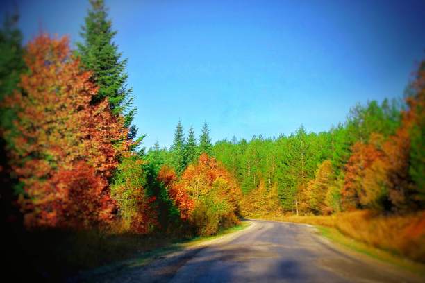 秋天的树图片下载