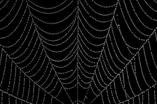 蜘蛛的网图片下载