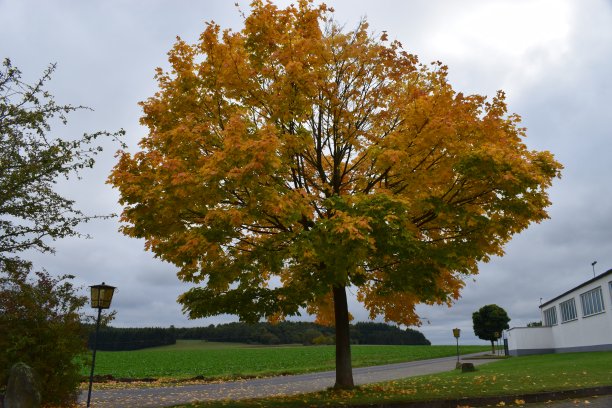 完美的秋天的树图片下载
