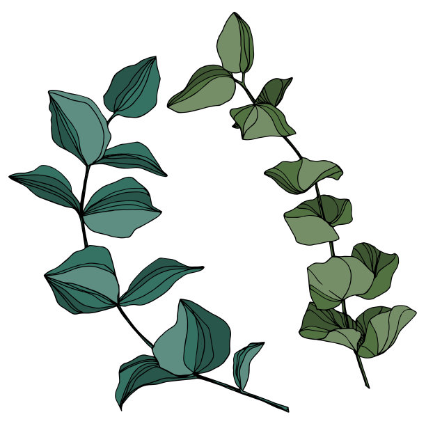 矢桉树叶。黑白篆刻水墨艺术。孤立的桉树插图元素。图片下载