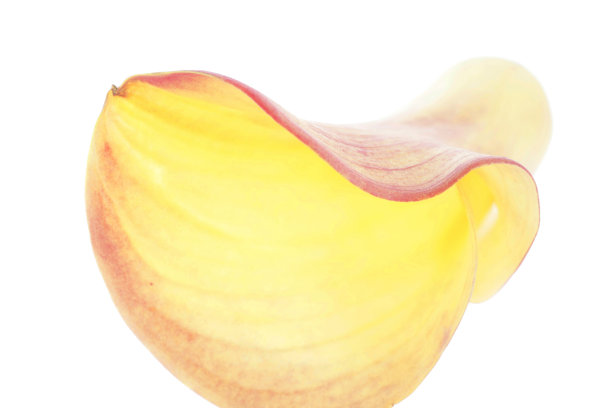 花命名的颜色图片下载