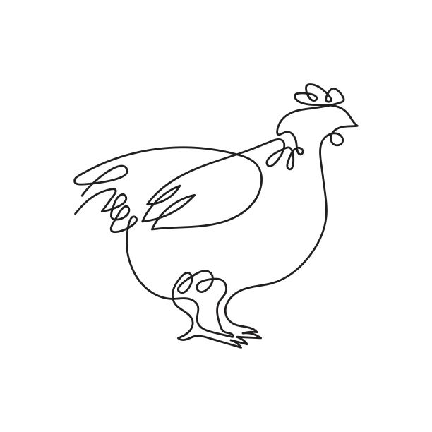 母鸡画在一条线里。鸡的矢量图像。图片下载