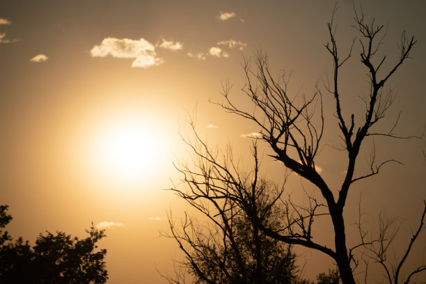 在干旱季节，在沙漠中，在天空的映衬下，枯死的树枝图片下载