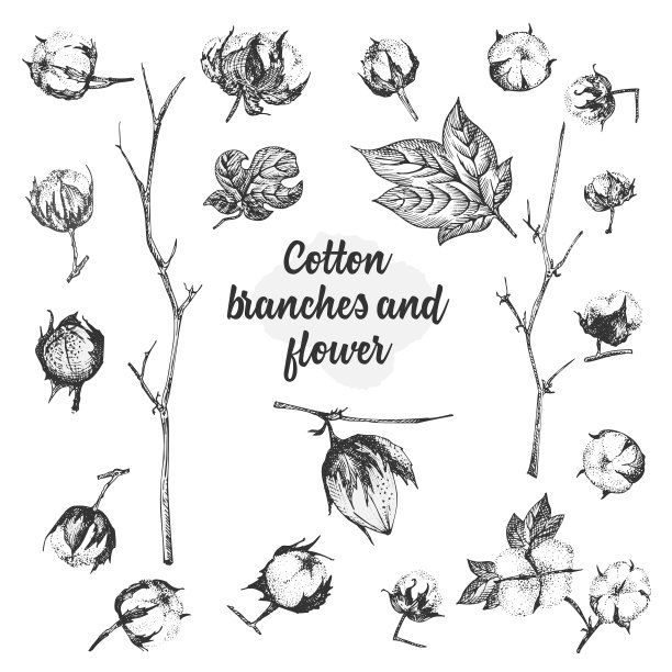 一组棉花植物的细枝、花和叶子。手绘素描植物插图。雕刻风格。黑白插图。素材图片