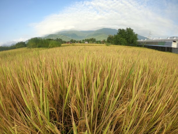 广角稻田景观。图片下载