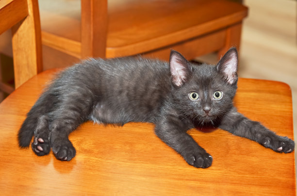 小黑猫躺在椅子上看图片下载