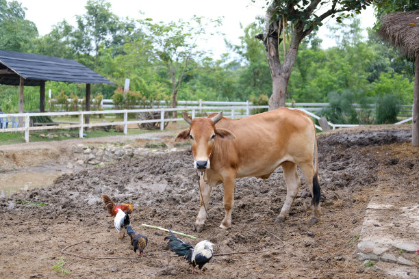 农场里的水牛图片下载