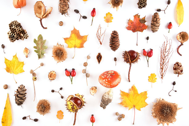 白色背景上的秋天作文。由干树叶和其他天然材料制成的框架。平铺，俯视图，拷贝空间图片下载