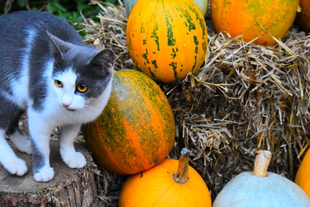 猫与不同种类的南瓜特写照片万圣节图片下载