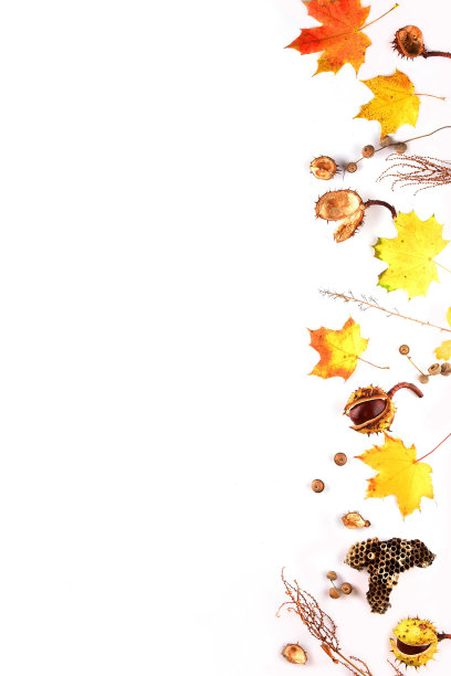 白色背景上的秋天作文。由干树叶和其他天然材料制成的框架。平铺，俯视图，拷贝空间图片下载