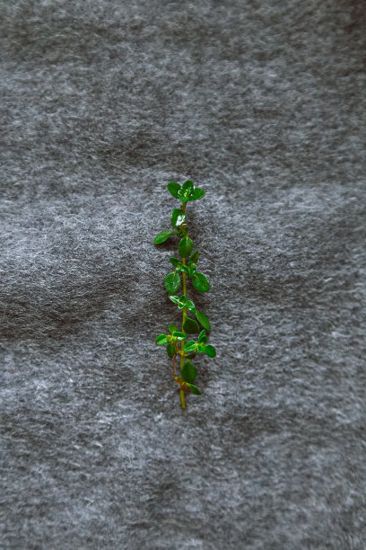 特写在灰色羊毛织物上的百里香小枝。极简主义。夏普和模糊的图片下载